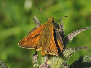 Large Skipper