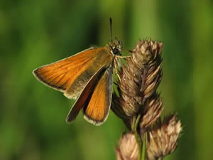 Small Skipper
