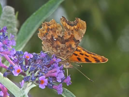 Photo: Copyright Jack Harrison 2010