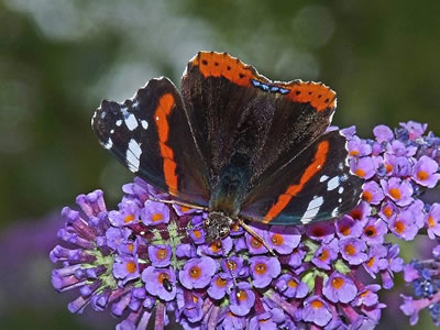 Photo: Copyright Jack Harrison 2010