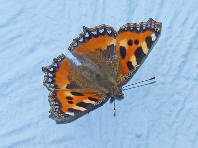 Photo: Copyright Jack Harrison 2010