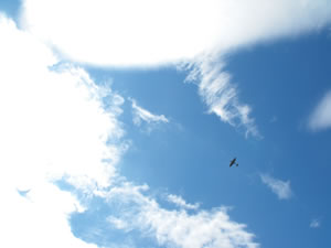 Spitfire Flypast! Picture by Sarah Scott