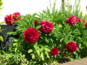Ann and Martin Lane. Picture by Jim Brearley