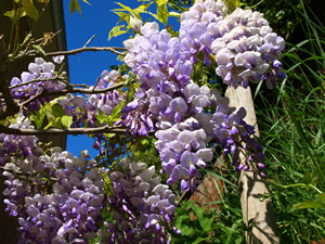 Sara and Willem Maters. Picture by Jim Brearley