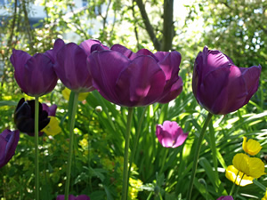 Francis and John Collinge. Picture by Jim Brearley