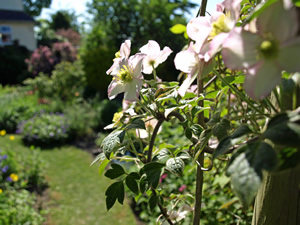 Francis and John Collinge. Picture by Jim Brearley