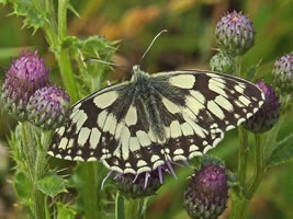 Photo: Copyright Jack Harrison 2010