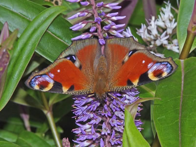 Photo: Copyright Jack Harrison 2010